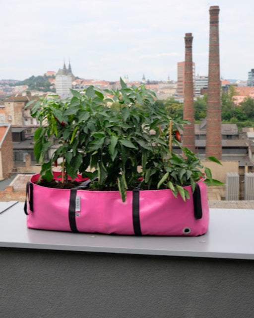 Blooming Walls Canada The Green Block Plant Bag - Large - Pink filled with vegetables on balcony'