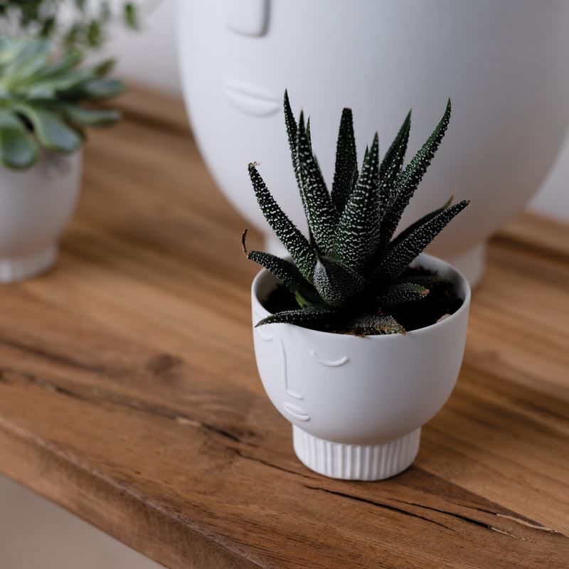 Gingerbread World European Market - Raeder Design Porcelain Stories Valentina Tealight Holder 16736 shown with succulents