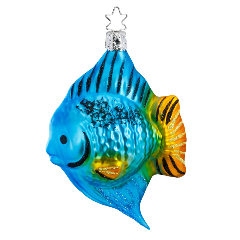 Gingerbread World Inge-Glas Manufaktur Canada - Surgeon Fish - 10041S020