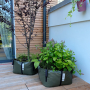 Blooming Walls Canada The Green Bag Plant Bag - Large - Olive Green filled with plants and even a small tree