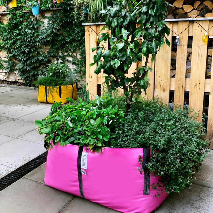 Blooming Walls Canada The Green Bag Plant Bag - Large - Pink filled with plants and even a small tree.png