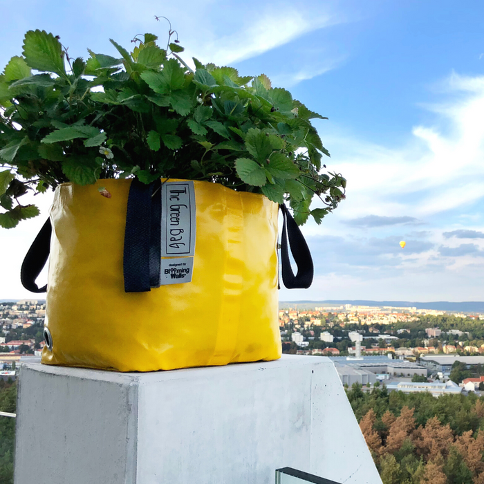 Blooming Walls Canada The Green Bag Plant Bag - Yellow Bag filled with Strawberry Plant